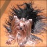 Jenny - 8 Jahre
