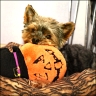 Charly - 5 Jahre