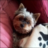 Peppi - 8 Jahre