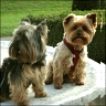   Dear & Nelson  