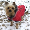Bonnie - 3,5 Jahre