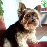 Peppi - 8 Jahre