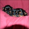Babys - 14 Tage alt