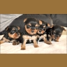 Babies - 4 Wochen alt