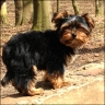 Charlie - 18 Wochen