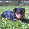 Sunny - 4 Wochen