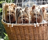 Farina, 4 Jahre & Julie, 2 Jahre mit Freundin Biene, 1 Jahr