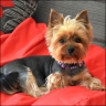 Romy - 8 Jahre