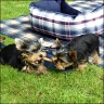 Yorkie-Welpen