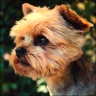 Cody - 5 Jahre