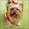 Daisy - fast 5 Jahre