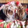 Angel Donna (3 Jahre) & Bailey (2 Jahre)