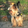 Benji - 6 Jahre