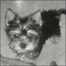   Peppi  