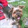 Pixie - 12 Jahre