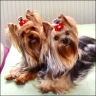 Darling (16 Monate) & Bonny (12 Monate)