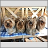 Gina (7), Donna (4), Maja und Bailey (3)