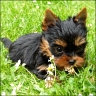Tinkerbell -  6 Wochen