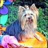 Herkules - 6 Jahre