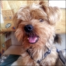   Whisky  