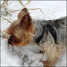 Gina - 11,5 Jahre