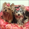 Angelo & Sunny