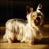 Chlo� - 5 Jahre