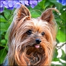 Daisy - 6 Jahre