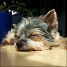 Charly - 8 Jahre