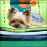 Antony - 4 Jahre