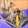 Daisy - 6 Jahre