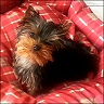 Unser Yorkie