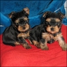 Babies