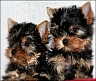 Okito (B. Fam. Mai & Onah (B: Fam. Haa�e)