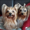 Ronja (7 Jahre) & Kn�del (16 Monate)