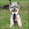 Charly - 9,5 Jahre
