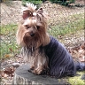 Gipsy - 5,5 Jahre
