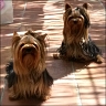 Honey & Hunter