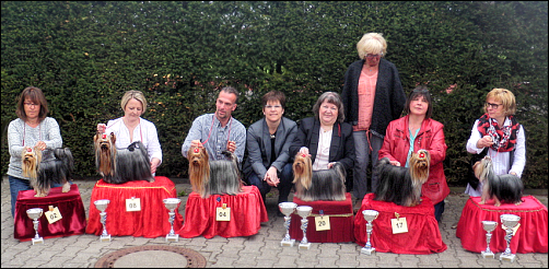 1.DYC Yorkie-Ausstellung in Raunheim 2016