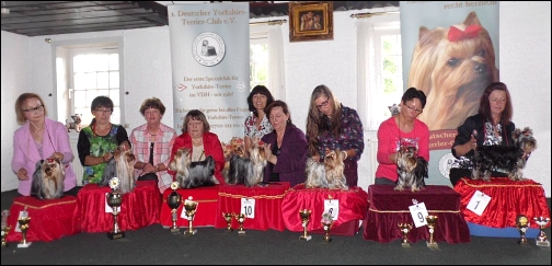 Yorkie-Ausstellung in Jheringsfehn