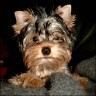 Scully - 4 month