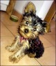 Lissy - 12 weeks