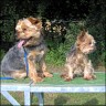  Ari (left) 13 years - Benny (right) 8 years