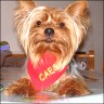 Caesare - 19 month