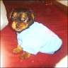   Teddy  