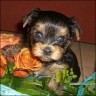 Ebony - 5 weeks