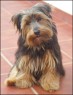 Suri - 1 year