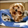 Bijou (3,5 years) & Finn (2,5 years)