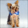 Toby - 6 month