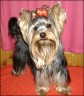 Fiocco Rosso Bigou - 1 year